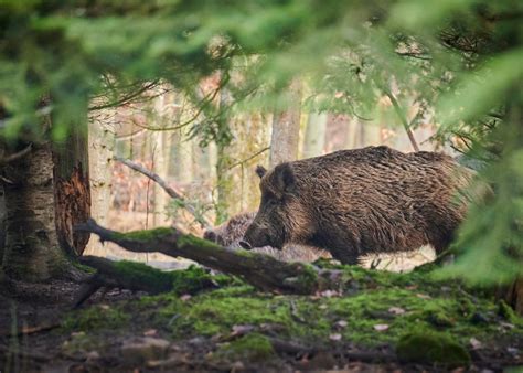 Hobby Jäger erschiesst Frau bei Wildschweinjagd