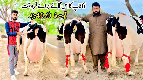 Taj Dairy Farm Cow Farm Punjab Cholistani Friesian Cross Cow