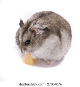 513 Hamster Eat Cheese Images, Stock Photos & Vectors | Shutterstock