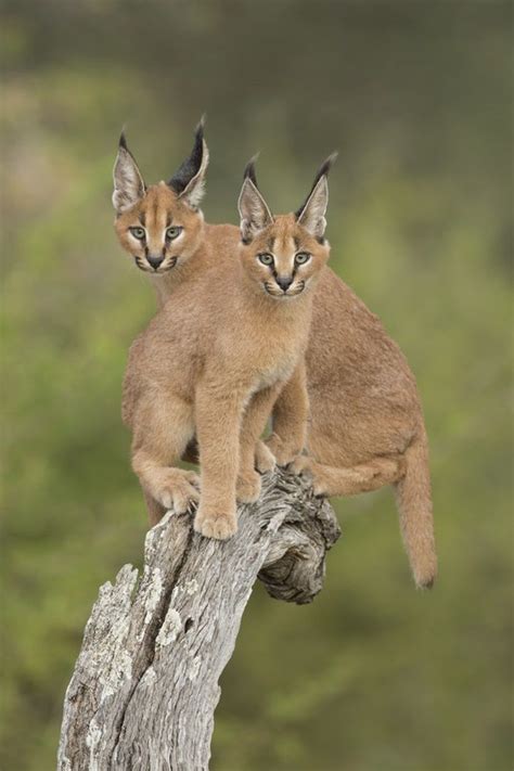 Das Mais Belas Imagens De Gatos Selvagens Wild Cats Caracal Cat