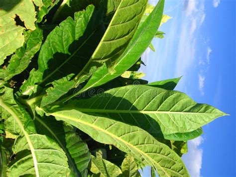 Piante Di Tabacco Immagine Stock Immagine Di Caraibico