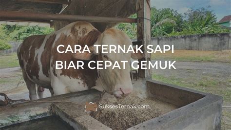 Cara Ternak Sapi Biar Cepat Gemuk Agar Keuntungan Berlipat