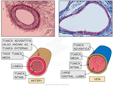 Blood Vessels OCR A Level Biology Revision Notes 2017