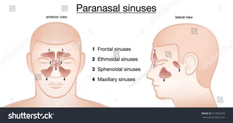 Paranasal Sinuses Frontal View And Lateral Projection Stock