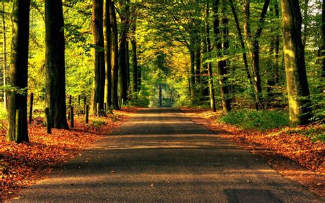 Nature, Road, Forest, Trees, Asphalt - Road To Forest - 1920x1200 ...