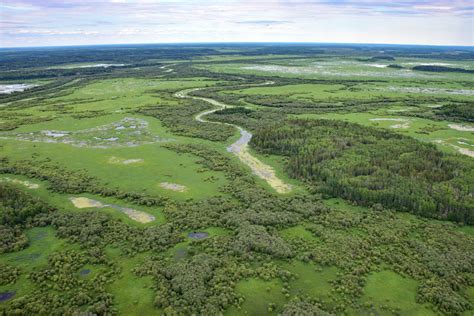 Delta Dawn With The Wolves Of Wood Buffalo National Park Nature Alberta