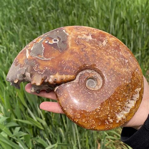 710g Natural Ammonite Fossil Quartz Crystal Specimen Reiki Healing EBay