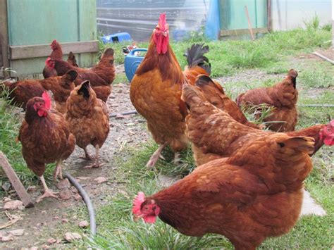 Como Iniciar Cria O De Galinhas Caipiras Conhe A As Caracter Sticas