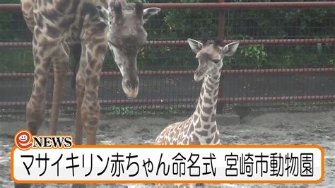 マサイキリン赤ちゃん「ハルマ」命名式 宮崎市動物園 Youtube