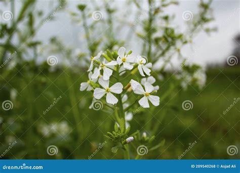 White Radish Flowers Blooming In Spring Season Stock Photo Image Of