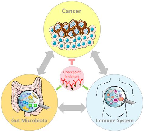 Gut Microbiota And Immune System