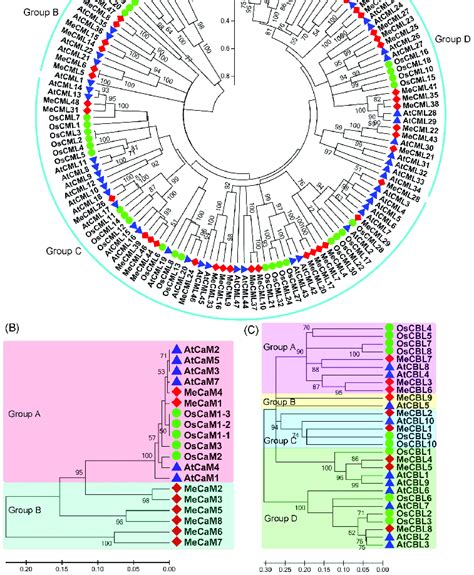 Phylogenetic Analysis Of Calmodulin Like Proteins Cmls A Download Scientific Diagram