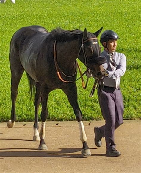 ウマッス（馬のような巨人） On Twitter プリンシパルs勝利で日本ダービーの夢舞台かな立てる権利を掴んだセイウンハーデスの