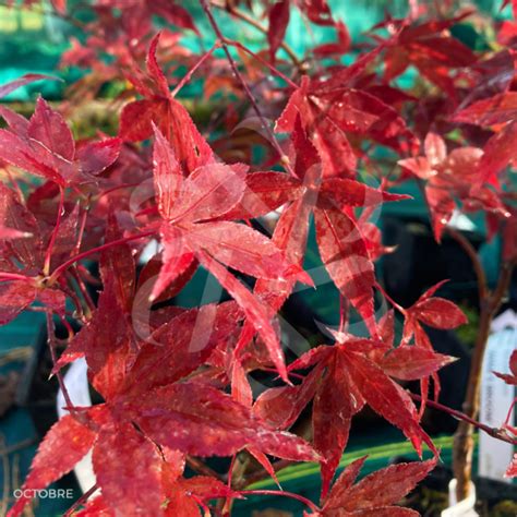 Acer Palmatum Takao Beni Rable Du Japon Palmatia Plantes