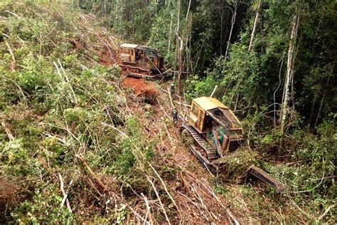 MP entra mais cinco ações contra maior desmatador da Amazônia