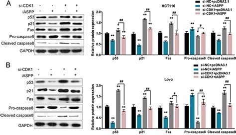 Cdk1 Interacts With Iaspp To Regulate Colorectal Cancer Cell