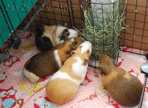 Cali Cavy Collective A Blog About All Things Guinea Pig Our Candc