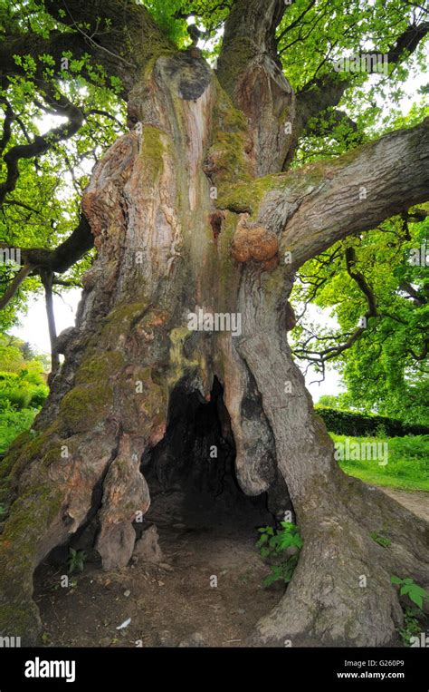 Birnam oak birnam dunkeld perthshire hi-res stock photography and ...