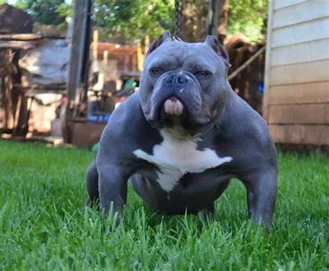 american bully puppies for sale Archives - CapCity Bullys