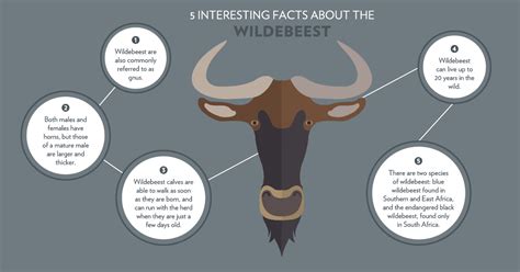 Most Interesting Facts About Wildebeest Migration