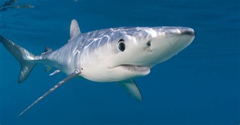 Pew Applauds Agreement To Protect Migratory Sharks LoupDargent Info