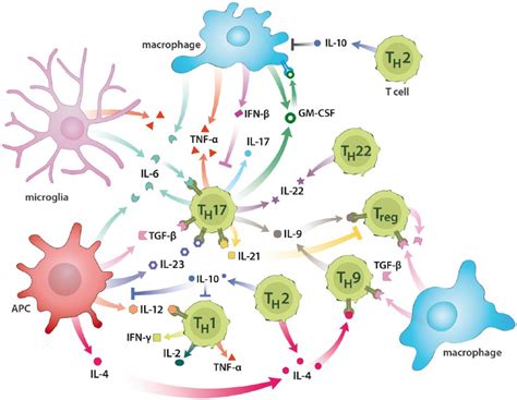 Cytokine Signaling In Multiple Sclerosis Lost In Translation Kerstin