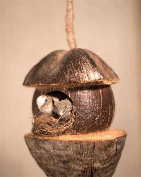 Upcycled Whole Coconut Shell Tanya Bird Feeder Brown Online At Best