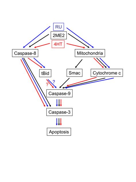 Schematic Representation Of Apoptotic Pathways Triggered By Me Ht