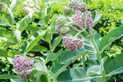 How to Grow and Care for Common Milkweed