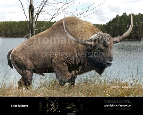 Bison Latifrons Is Thought To Have Evolved In Midcontinent North