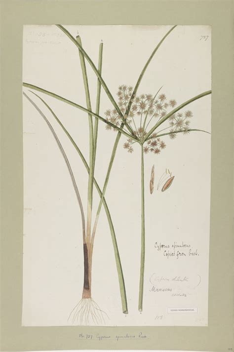 Cyperus Compactus Retz Plants Of The World Online Kew Science