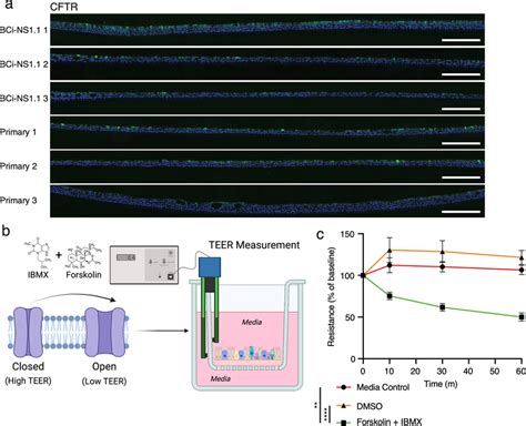 Expression And Function Of Cftr Channels In Hae Cultures A Cell Type