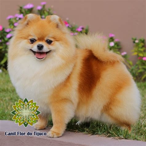 Cão Spitz Alemão Laranja Poconé Spitz Alemão Cores Laranja Pet Shop