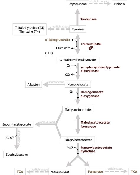 Amino Acid Metabolism And Heritable Disorders Of Degradation Cell