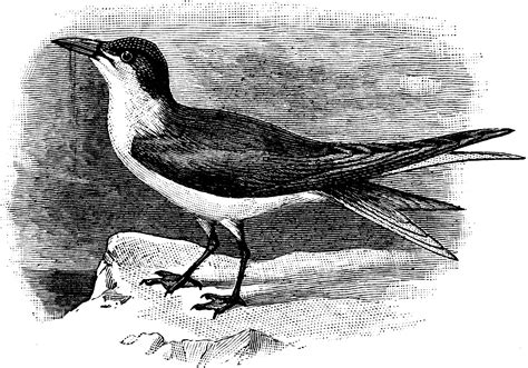 Gull-Billed Tern | ClipArt ETC