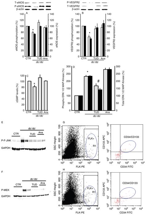 Western Blot Analysis And Quantitative Data Showing Total T And Download Scientific Diagram