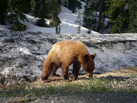 HD wallpaper: bear, cub, mountain, snow, black bear, spring, one animal, animal themes ...