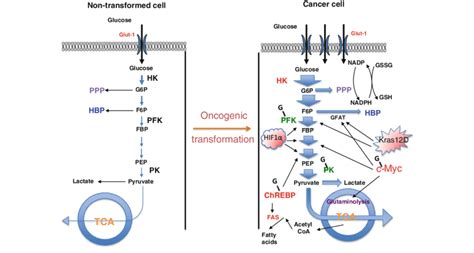 Hyper O Glcnacylation Promotes Cancer Cell Metabolic Reprogramming In