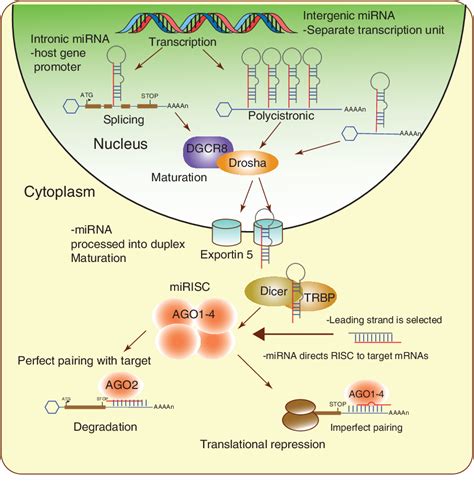 Figure From The Circulating Mirnas As Diagnostic And Prognostic