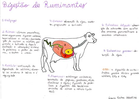 Sistema Digestivo De Ruminantes Braincp