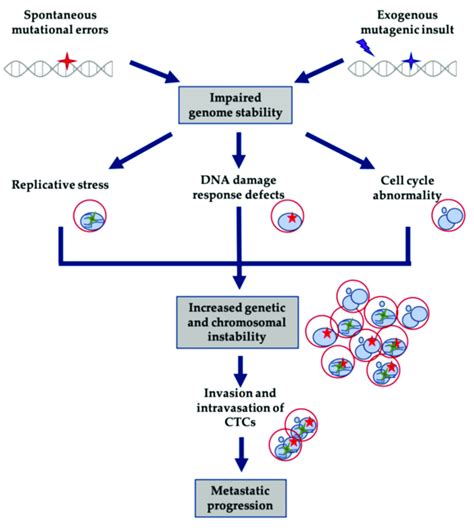 Concept Diagram Representing Mechanisms Of Genome Instability