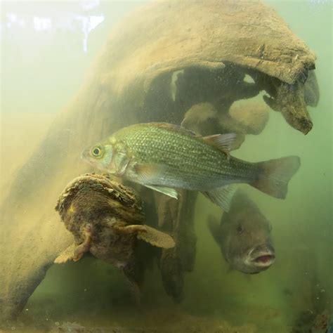 The River Project added a new photo. - The River Project