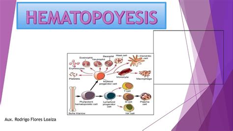 Hematopoyesis Alfredo Roda UDocz