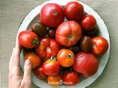 Tipos De Tomates Las Variedades M S Consumidas En Espa A