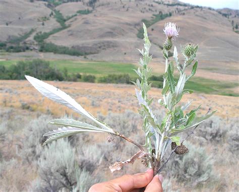 Cirsium Flodmanii Flodmans Thistle Go Botany