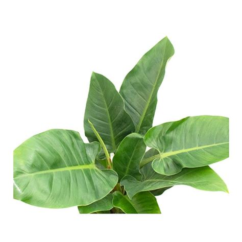 Blushing Philodendron Philodendron Imperial Green AL Darmaky