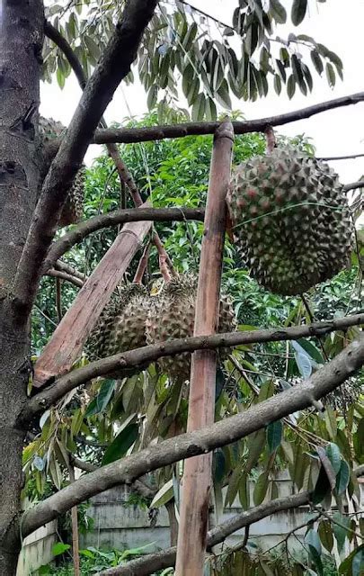 Cara Mudah Merawat Bibit Durian Bawor Agar Cepat Berbuah Berkebun