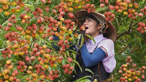 Harvest The Super Sweet Lychee Garden Rare Type In Southeast Asia Goes