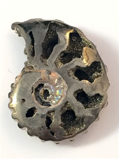Pyritized Ammonite