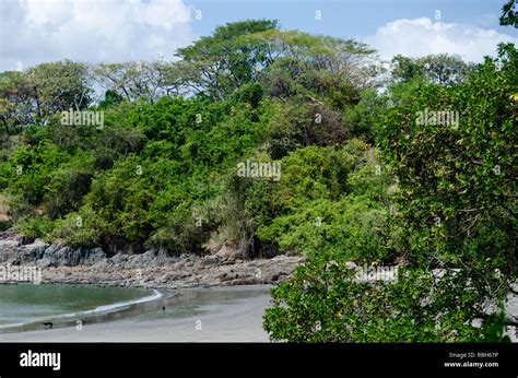 Bosque Seco Tropical Panama Fotografías E Imágenes De Alta Resolución